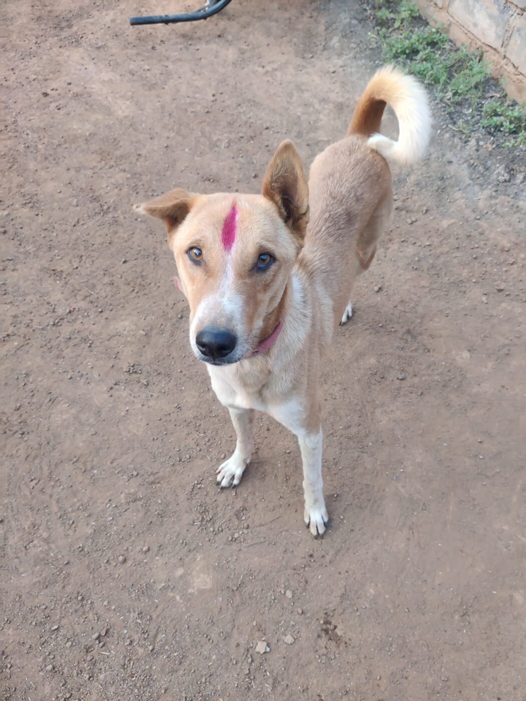 Raja